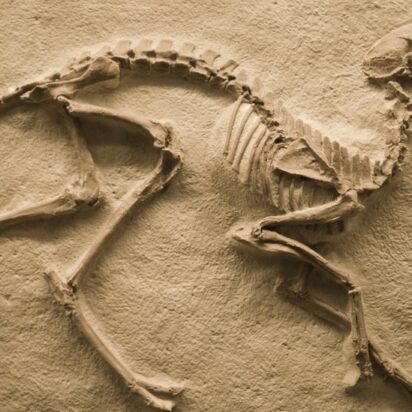 Los fósiles