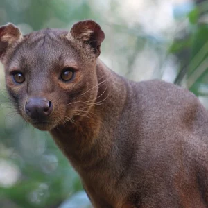 Los ecosistemas aislados y la existencia de sus diferentes sistemas biológicos