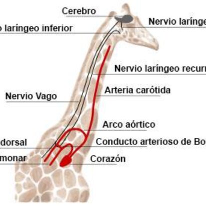 La anatomía comparada