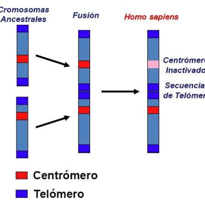 La fusión del cromosoma 2 en humanos