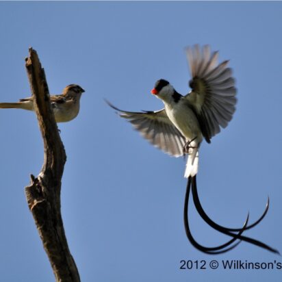 La ley de equilibrio en la selección