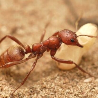 La evolución es evidente en la cadena de organismos, tanto a nivel de sus partes corporales como incluso a nivel de sus instintos