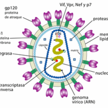 La filiación entre el ser humano y los demás primates en los virus retrovirales (retroviridae)