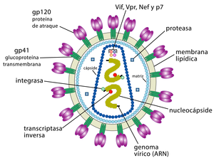 Lee más sobre el artículo La filiación entre el ser humano y los demás primates en los virus retrovirales (retroviridae)