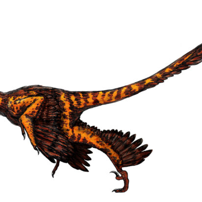 La parte diminuta de la cual comienza la evolución no tiene un efecto para preparar la variación que ocurre con ella como proceso de evolución en la selección natural