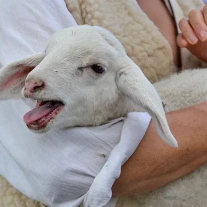 Derechos de los animales