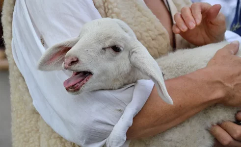 Derechos de los animales