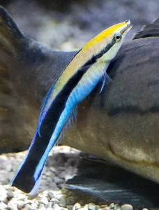 Debate sobre lo que planteó Dawkins