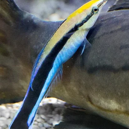 Debate sobre lo que planteó Dawkins