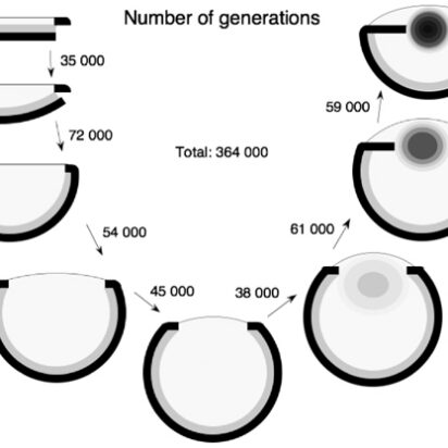 La ley del desarrollo por selección o “elección” natural