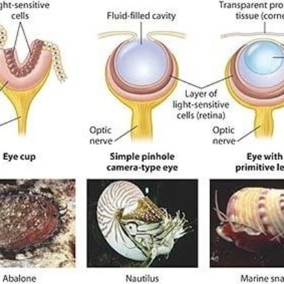 La inestabilidad en la velocidad de evolución y la ley genética