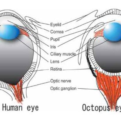 Caminos evolutivos separados que llegan al mismo resultado